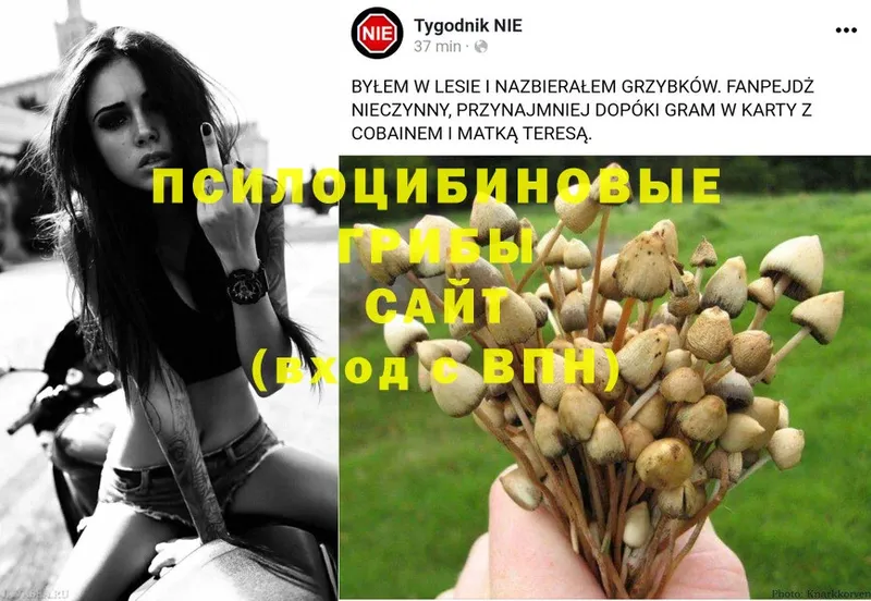 купить  цена  Сызрань  Галлюциногенные грибы Magic Shrooms 